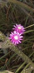 Arrojadoa penicillata, photograph Taize Santos, CC0, iNaturalist via GBIF