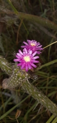 Arrojadoa penicillata, photograph Taize Santos, CC0, iNaturalist via GBIF