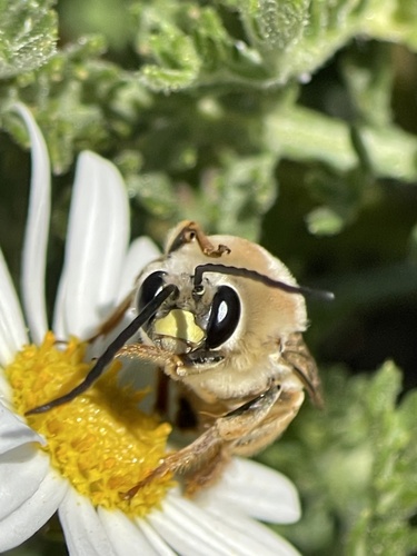 Downy Longhorn