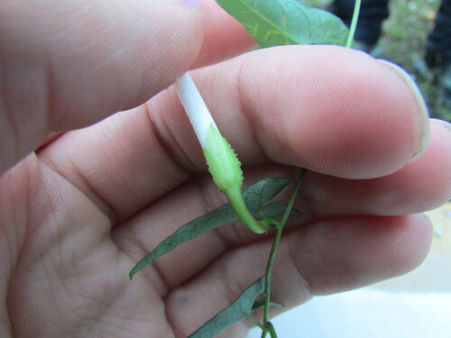 Image of Ipomoea elongata by (c) Carlos Martorell, some rights reserved (CC BY)