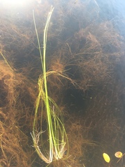 Schoenoplectus subterminalis