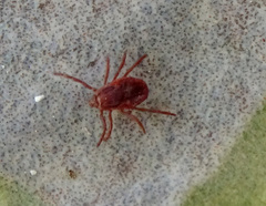 Rhipicephalus sanguineus