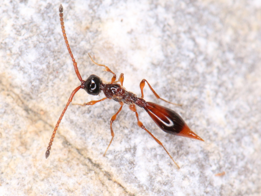 Pantolyta macrocera