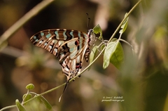 Graphium antheus