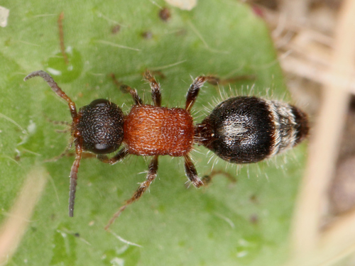 Smicromyrme rufipes nuotrauka