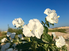 Euploca convolvulacea