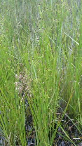 Image of Rhynchospora nitens by (c) Jay Horn, some rights reserved (CC BY)