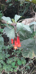 Fuchsia ampliata