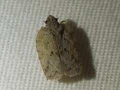 Flatoidinus punctatus