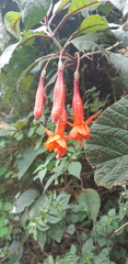 Fuchsia ampliata