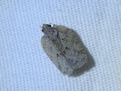 Flatoidinus punctatus