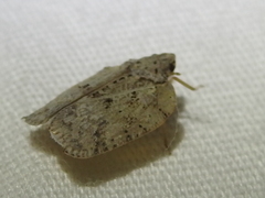 Flatoidinus punctatus