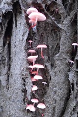 Mycena roseilignicola