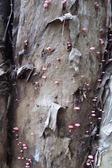 Mycena roseilignicola