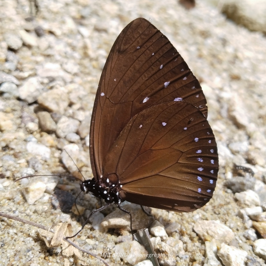 Euploea westwoodii