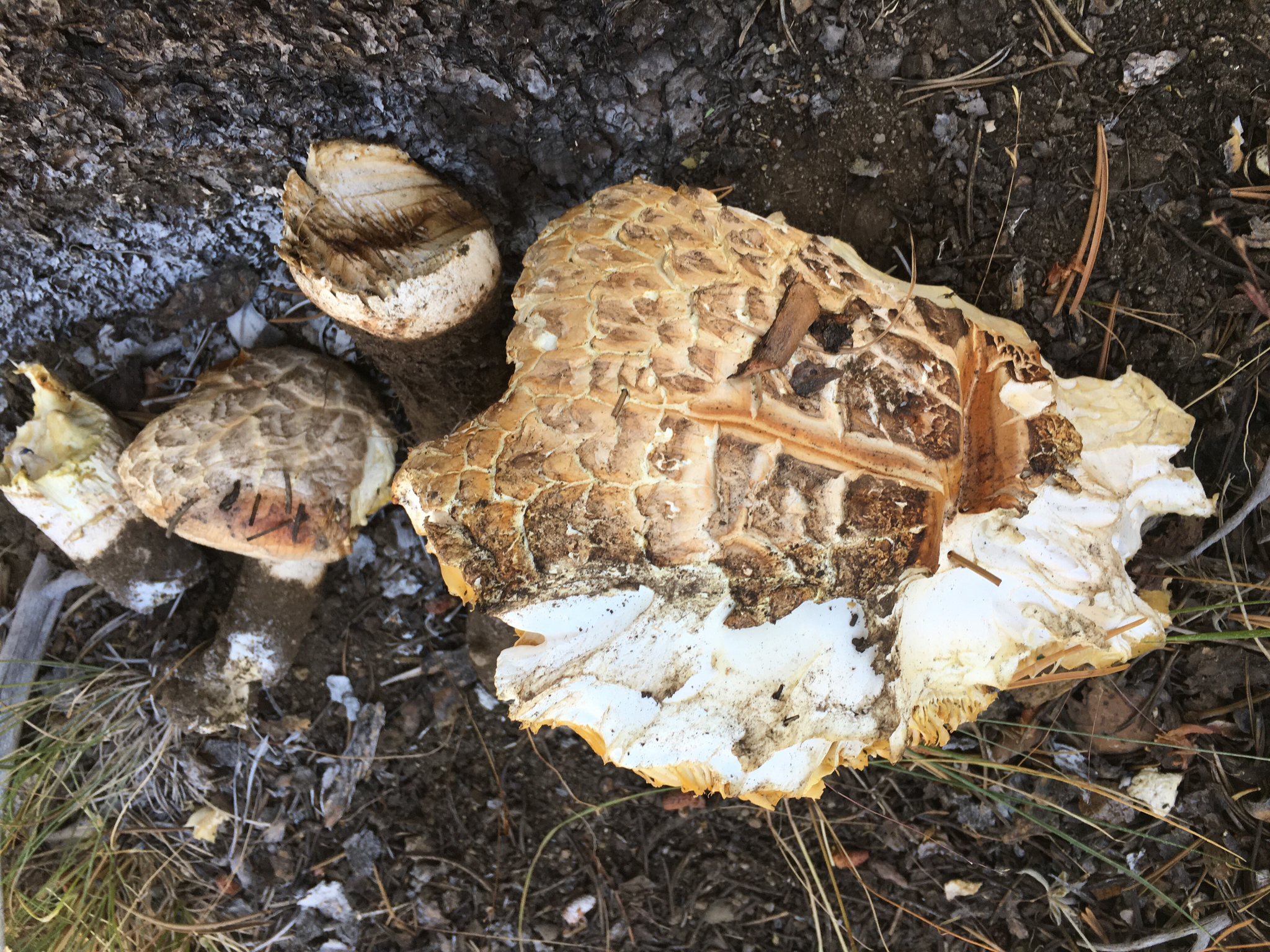 Neolentinus ponderosus image