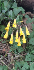 Bomarea lutea