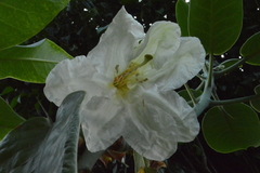 Rhododendron faithae