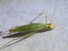 Oecanthus exclamationis