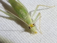 Oecanthus exclamationis