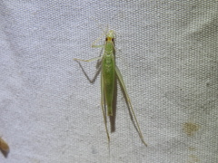 Oecanthus exclamationis