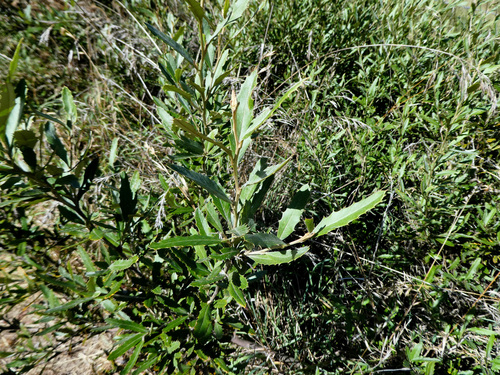 Grevillea wilkinsonii, photograph 4