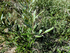 Grevillea wilkinsonii, photograph (c) Steve Fitzgerald, some rights reserved (CC BY-SA)
