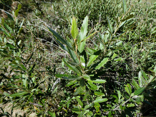 Grevillea wilkinsonii, photograph 3