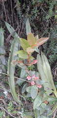 Gaultheria glomerata