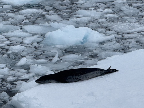 Leopard seal