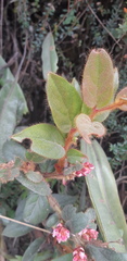 Gaultheria glomerata