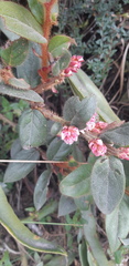 Gaultheria glomerata