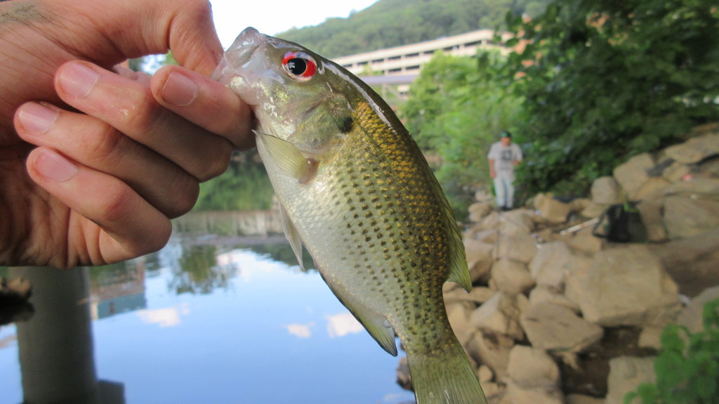 Rock Bass from Roanoke, VA, USA on August 10, 2019 at 06:06 PM by Evan ...