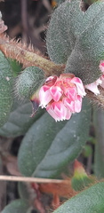 Gaultheria glomerata