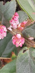 Gaultheria glomerata