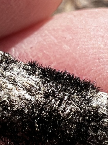 Helminthosporium velutinum, 2025-03-19