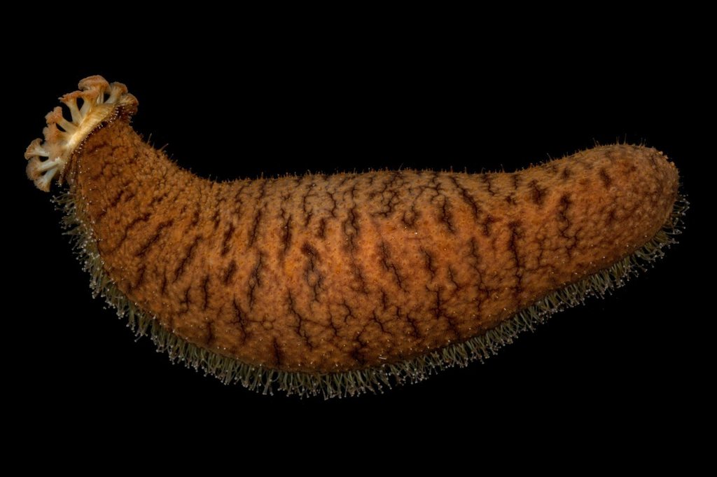 Holothuriida