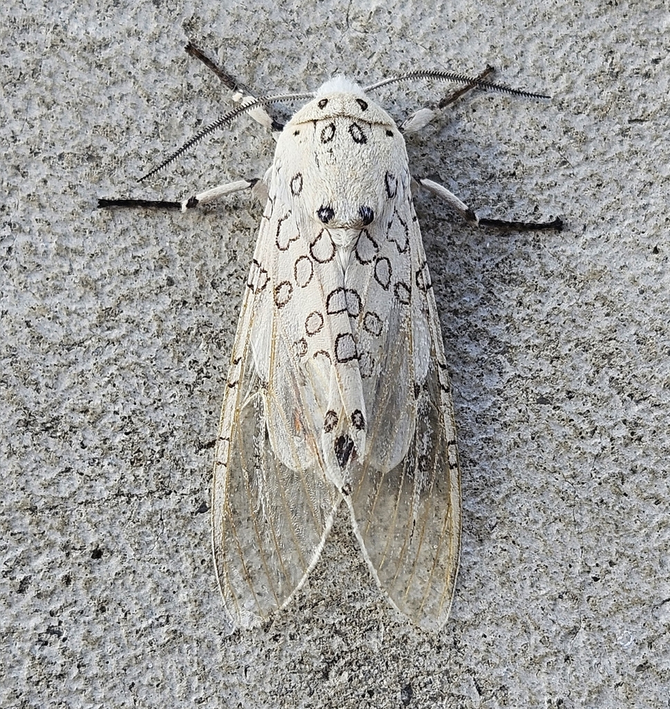 Hypercompe trinitatis