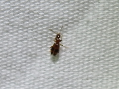 Vacusus vicinus