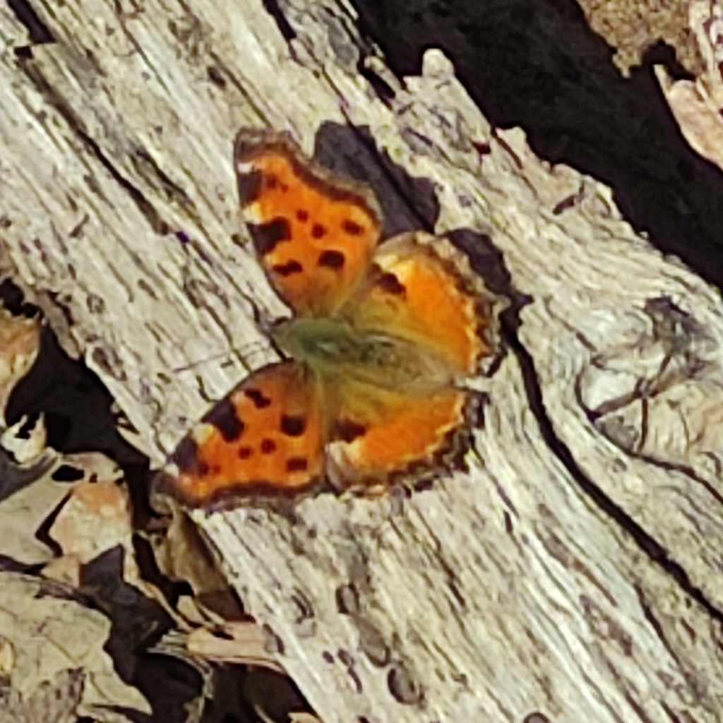 Large Tortoiseshell