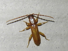 Smodicum cucujiforme