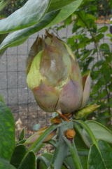 Rhododendron faithae
