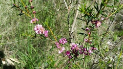 Hypocalymma robustum