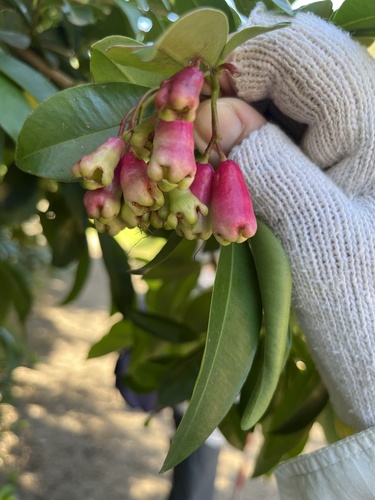 Syzygium australe