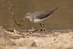 Green Sandpiper photo 4