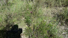 Hypocalymma robustum