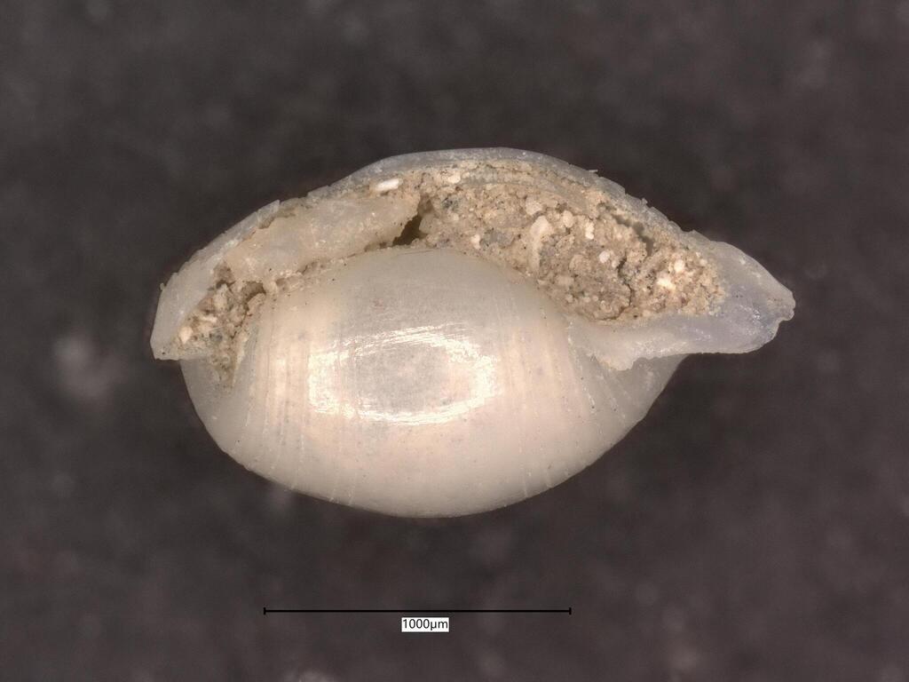 Atys semistriatus