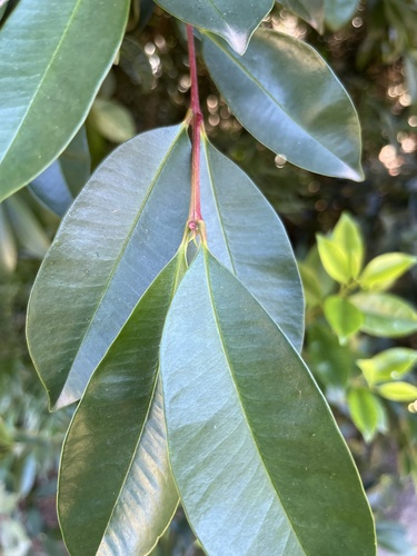 Syzygium australe