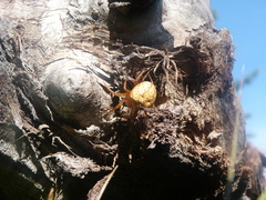 Araneus iviei
