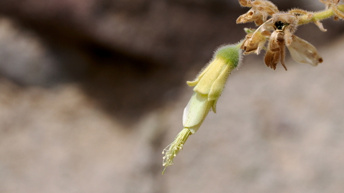 Image of Eucnide cordata by no rights reserved